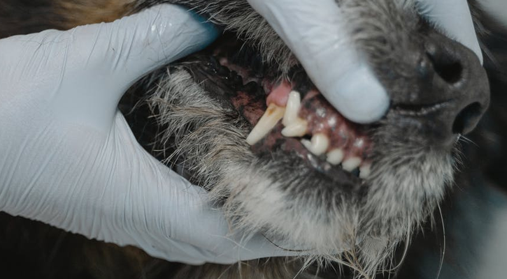 Dog Dental Exam