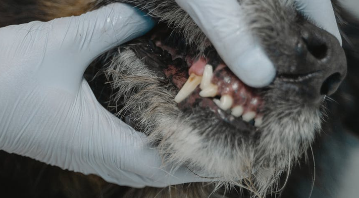 pet dental cleaning