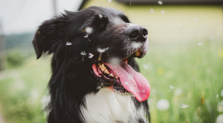 pet echocardiogram Dog With Dandelion Seeds