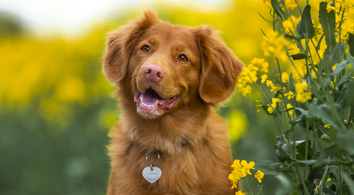 growth removal on dog