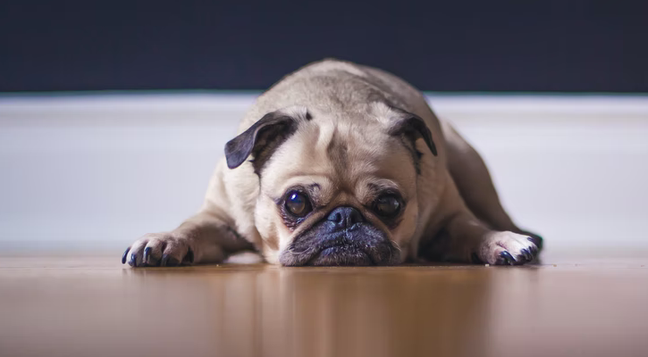 cherry eye surgery cherry eye surgery
