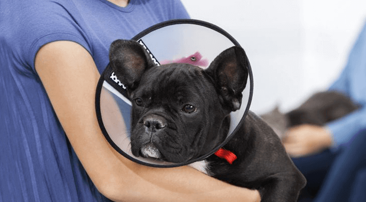 pet neutering pet neutering