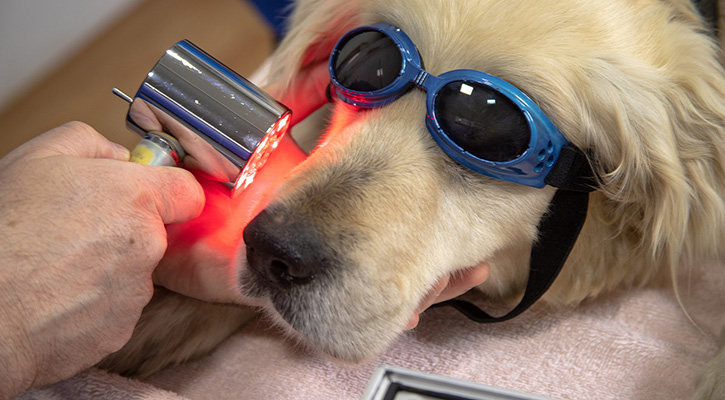 pet laser therapy pet laser therapy